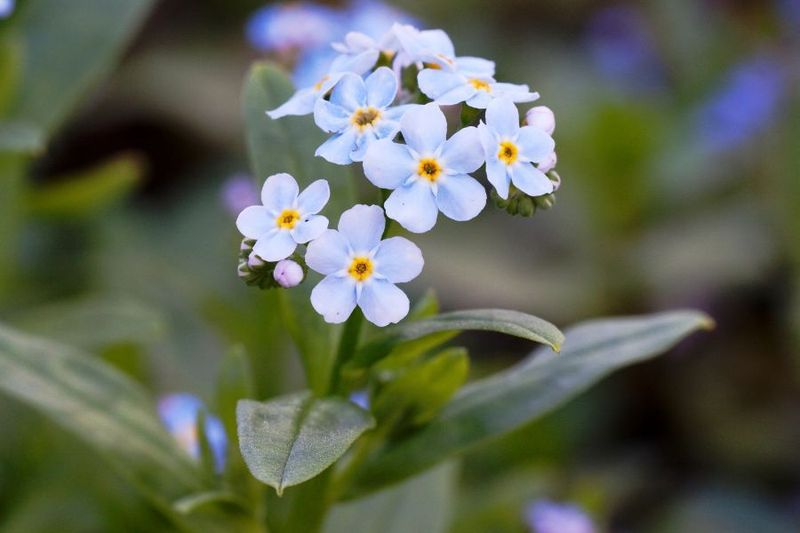 Forget-Me-Nots