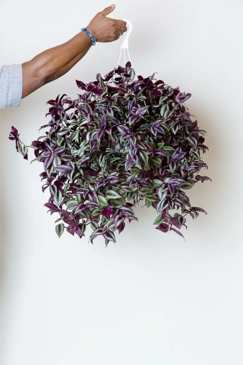 Wandering Jew