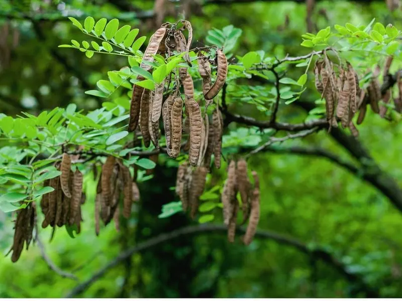 Black Locust