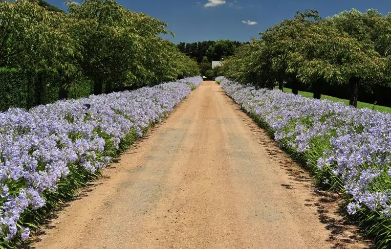 Agapanthus
