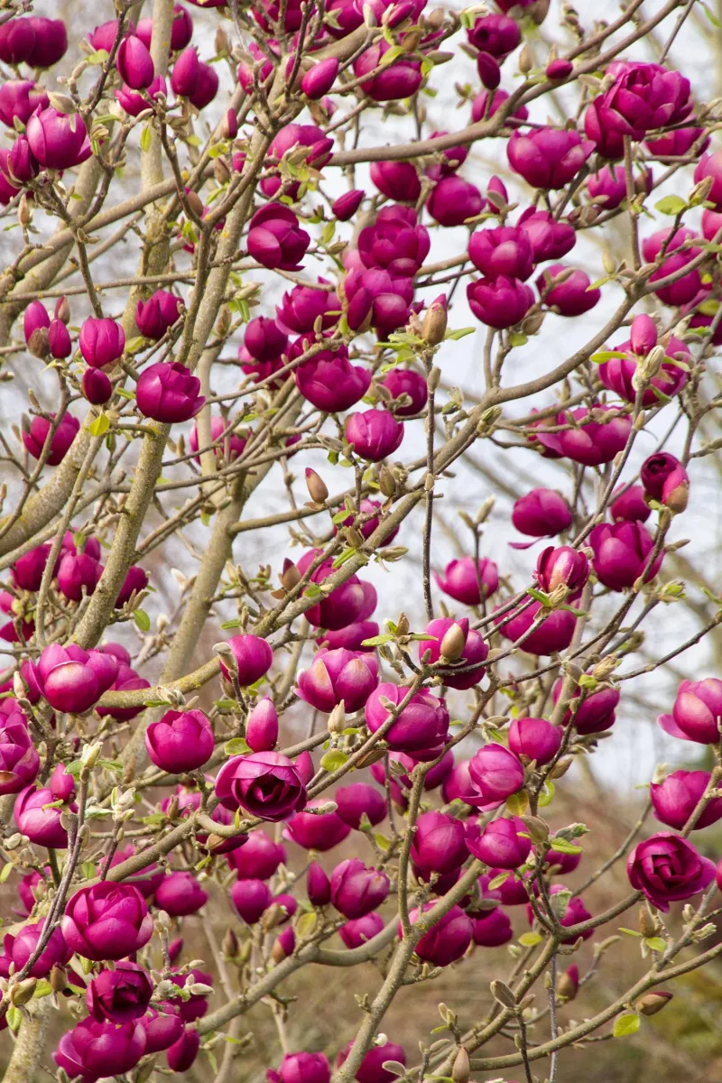 Black Tulip Magnolia