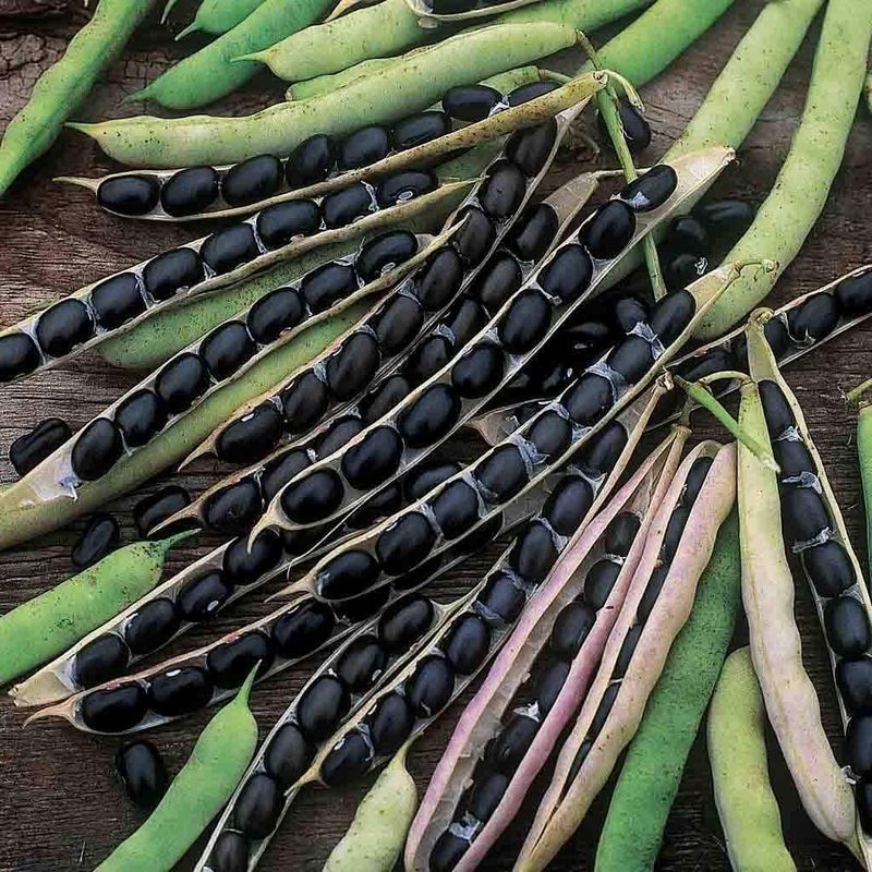 Black Valentine Bean