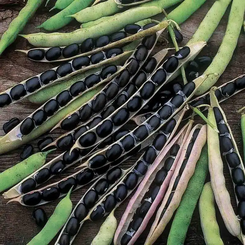Black Valentine Bean
