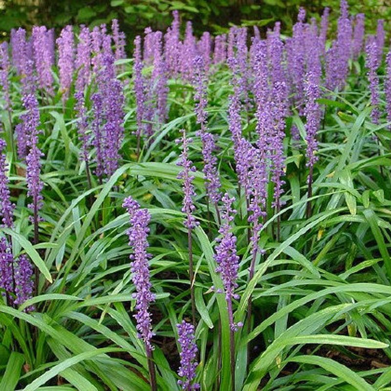 Liriope
