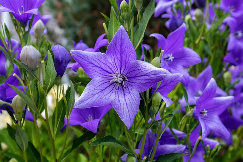 Balloon Flower (Platycodon)