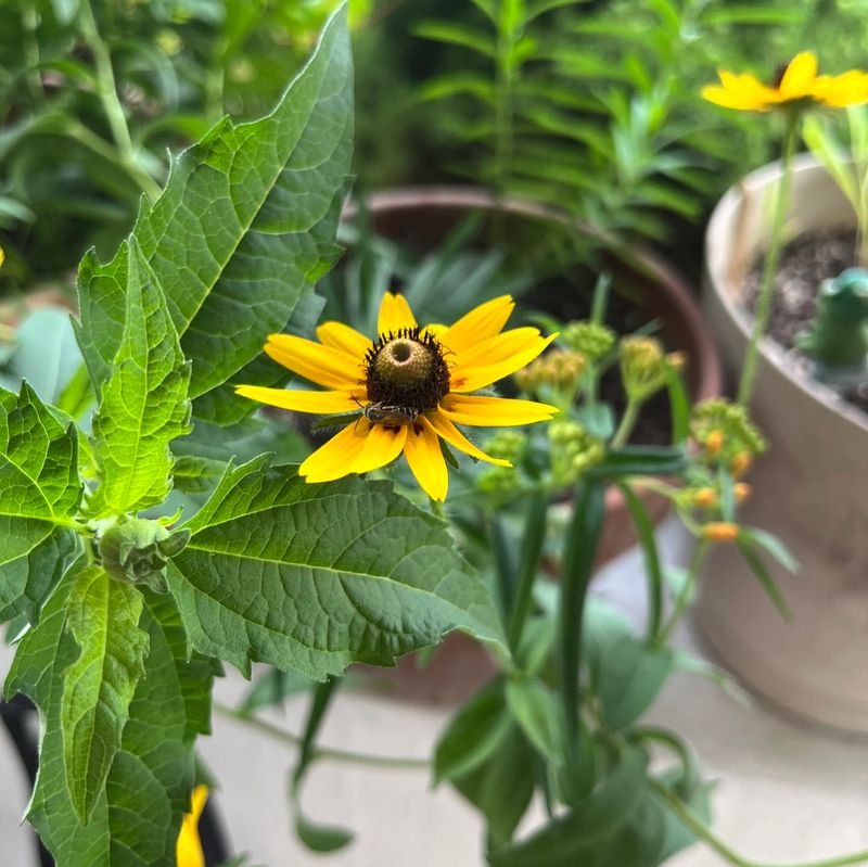 Black-eyed Susan