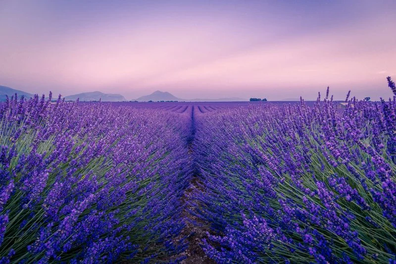 Lavender