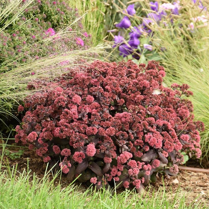 Sedum