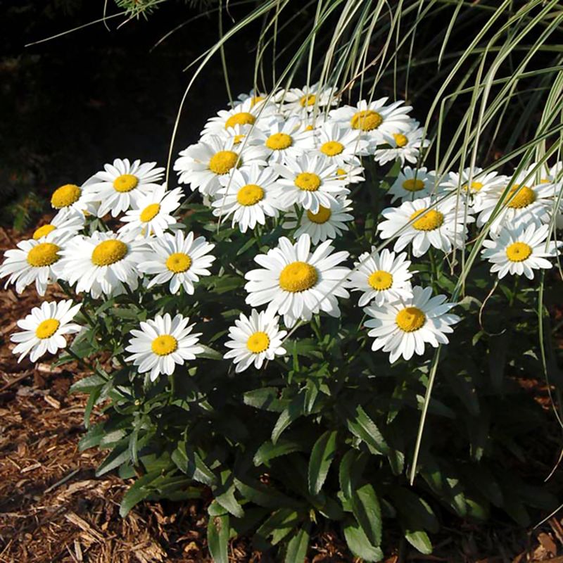 Shasta Daisy