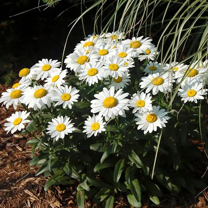 Shasta Daisy