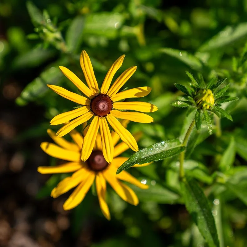 Black-eyed Susan