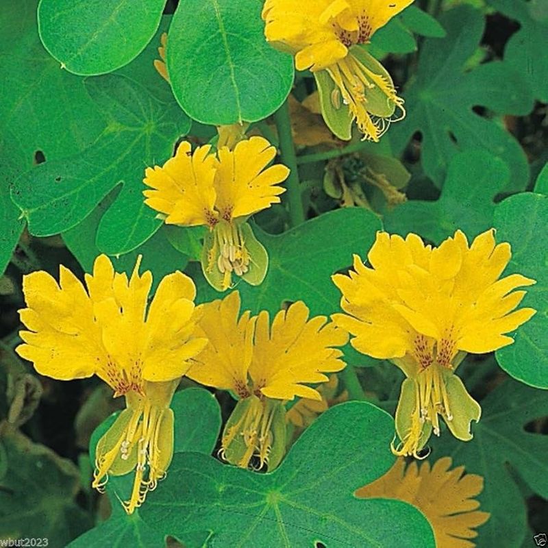 Black-eyed Susan Vine and Canary Creeper