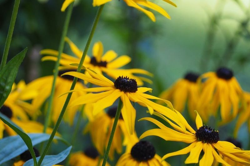Black-eyed Susans