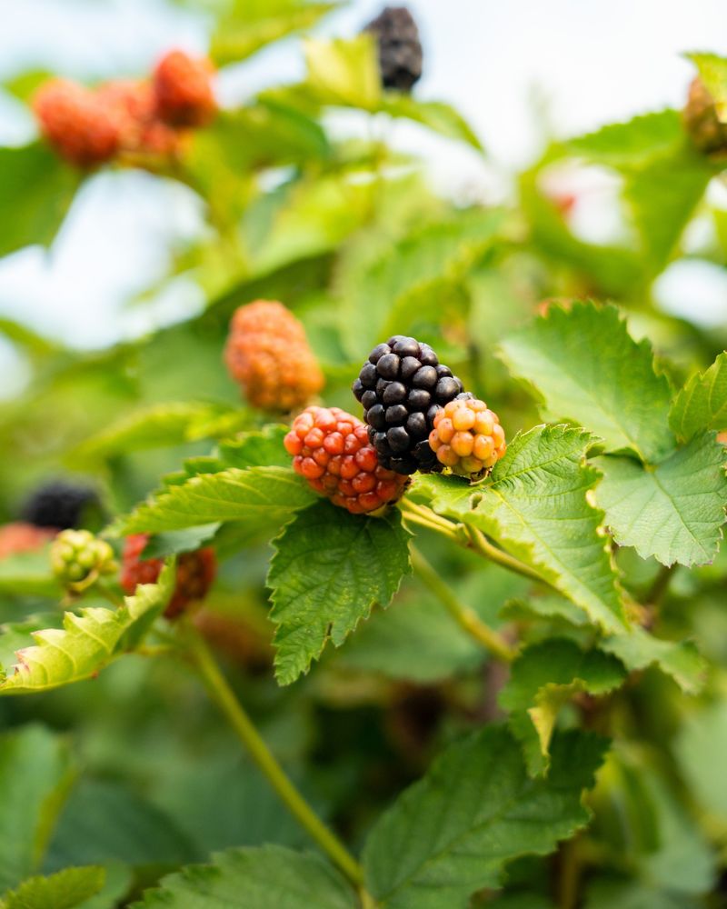 Blackberries