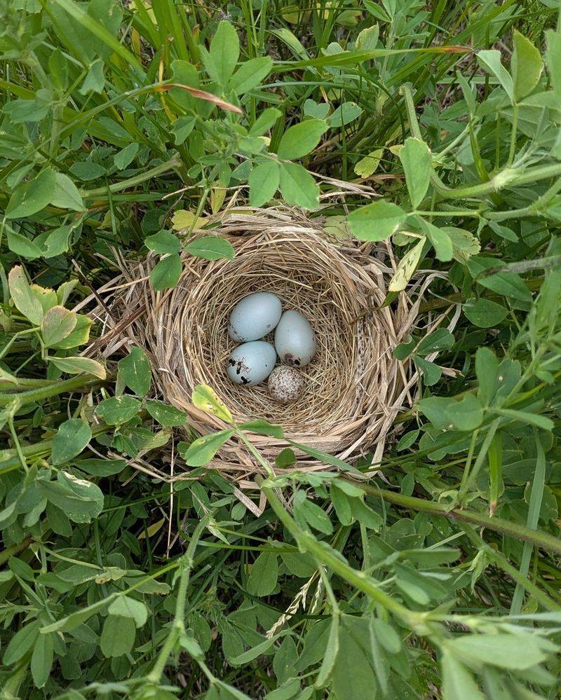 Blackbird's Melodic Sanctuary