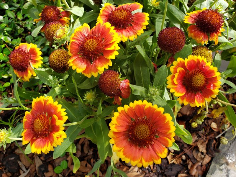 Blanket Flower