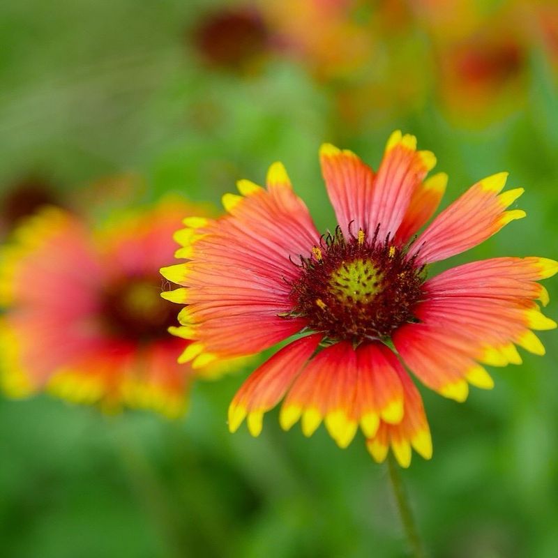 Blanket Flowers