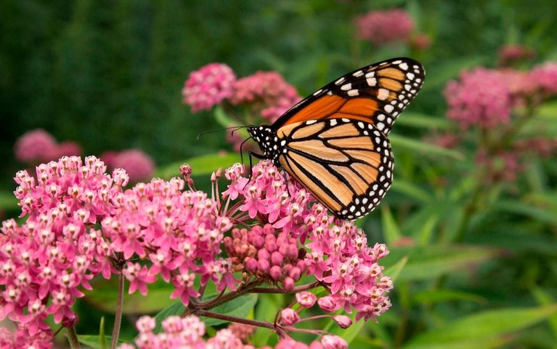 Swamp Milkweed