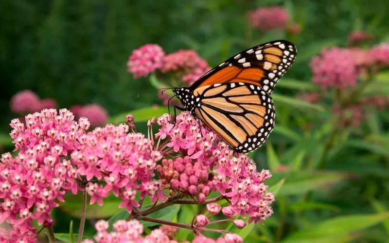 Swamp Milkweed