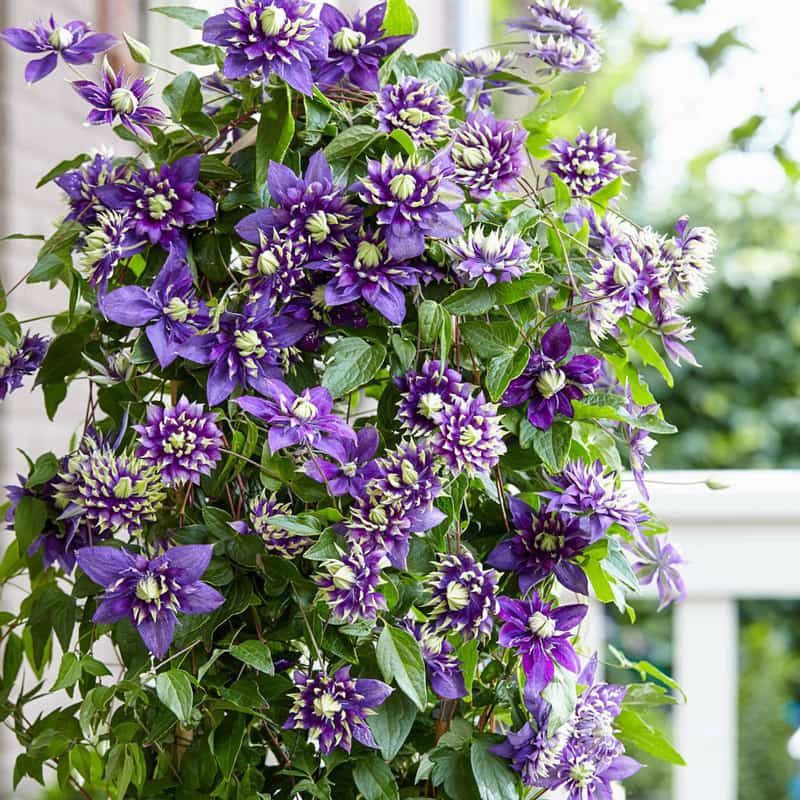 Clematis