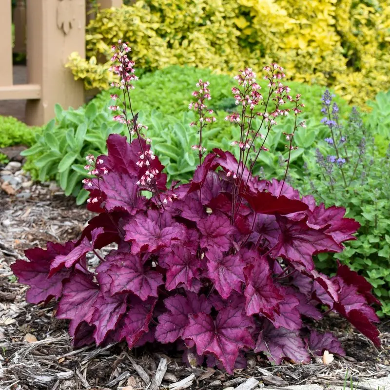 Coral Bells