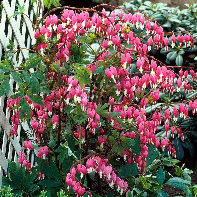 Bleeding Heart