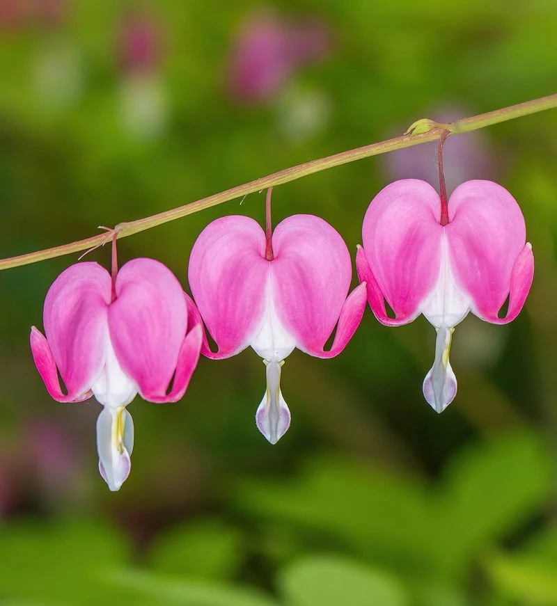 Bleeding Heart