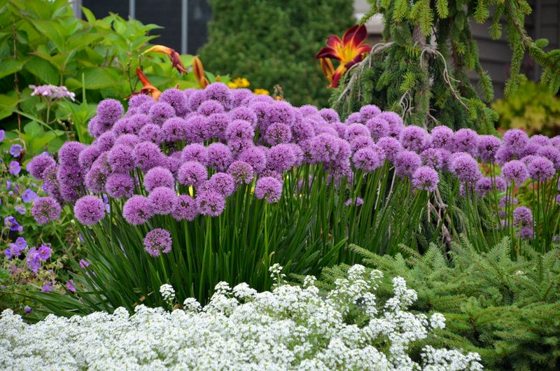 Allium