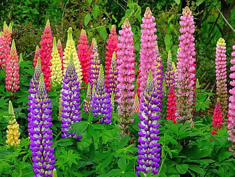 Lupine