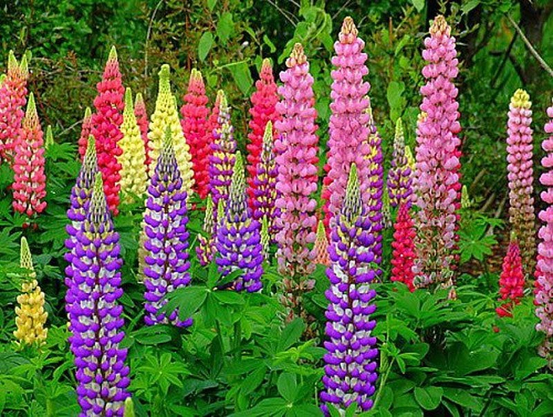 Lupine