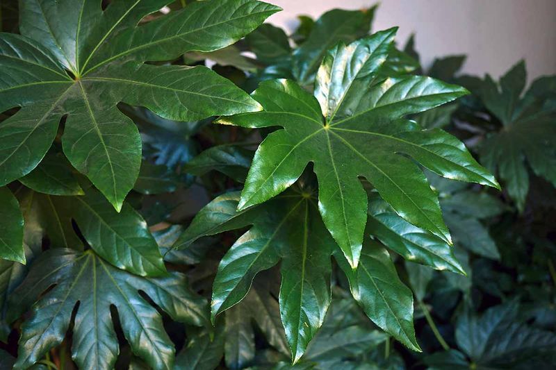 Japanese Aralia