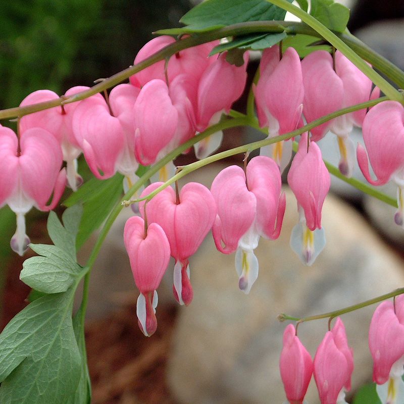 Bleeding Heart