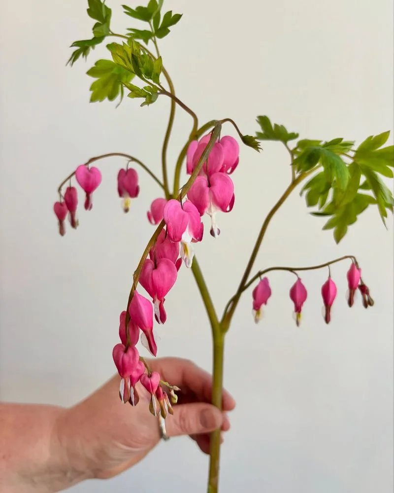 Bleeding Heart