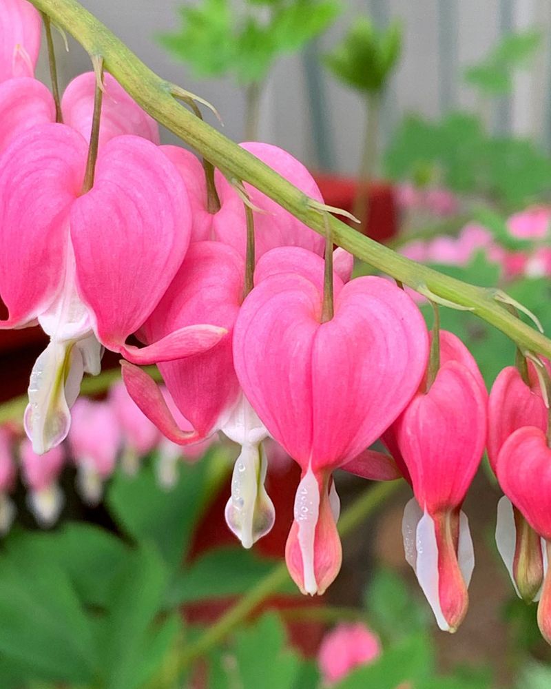 Bleeding Hearts