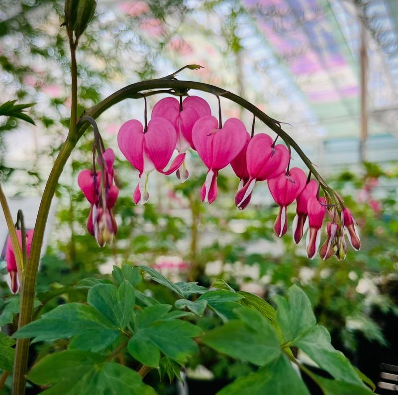 Bleeding Hearts