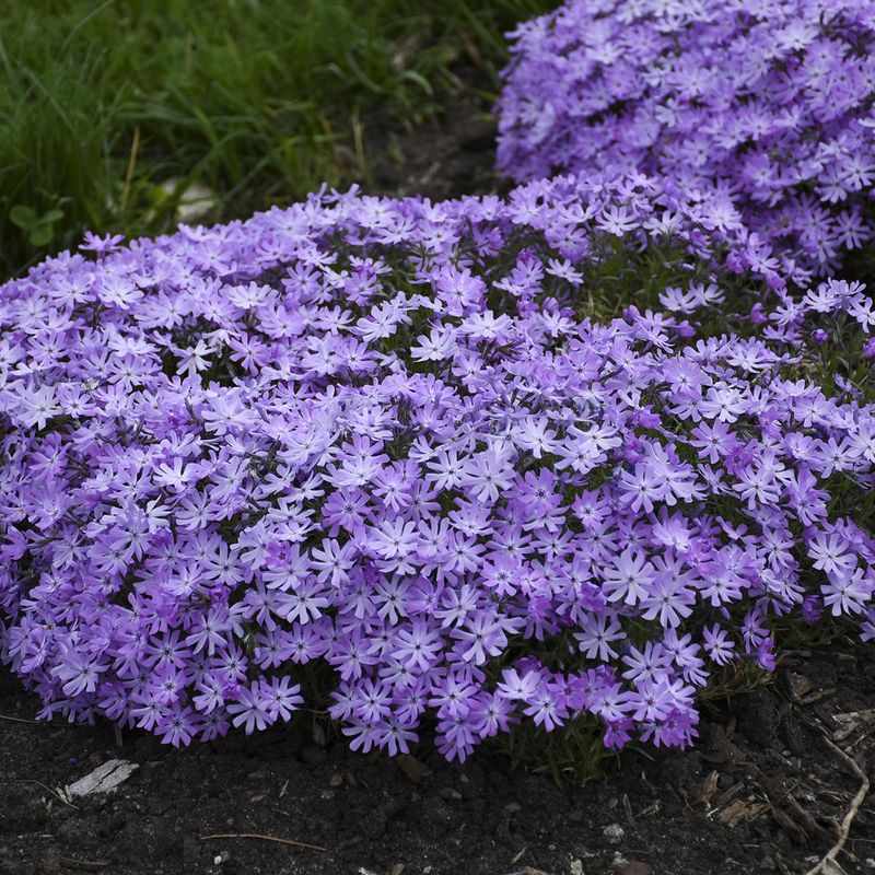 Phlox