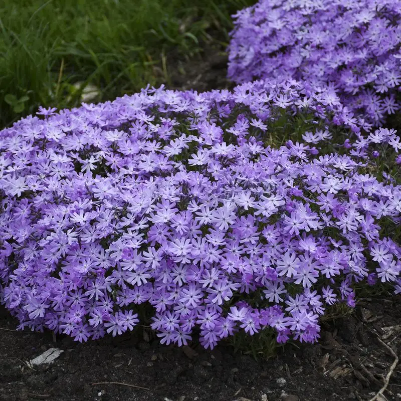 Phlox