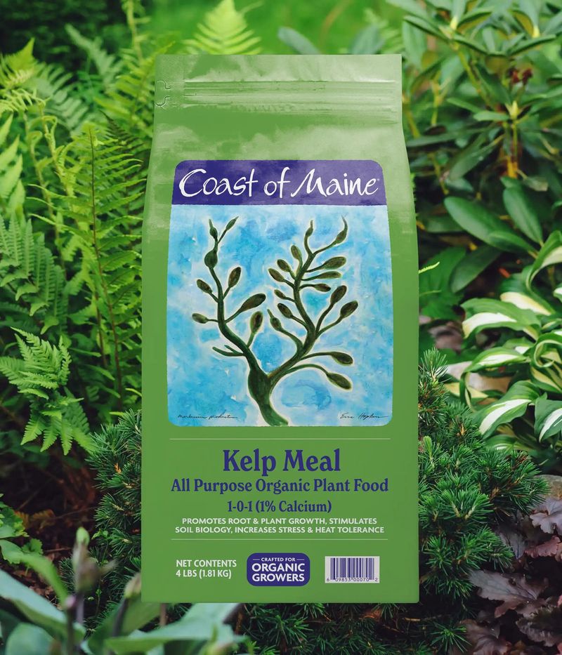 Kelp Meal