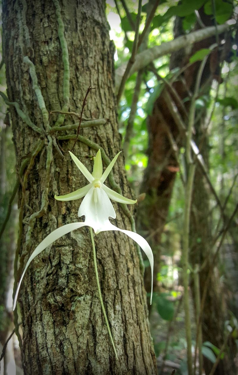 Ghost Orchid