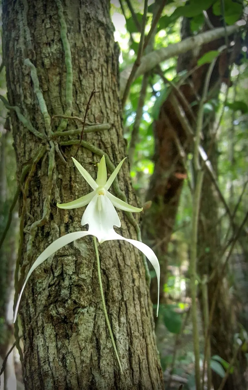 Ghost Orchid