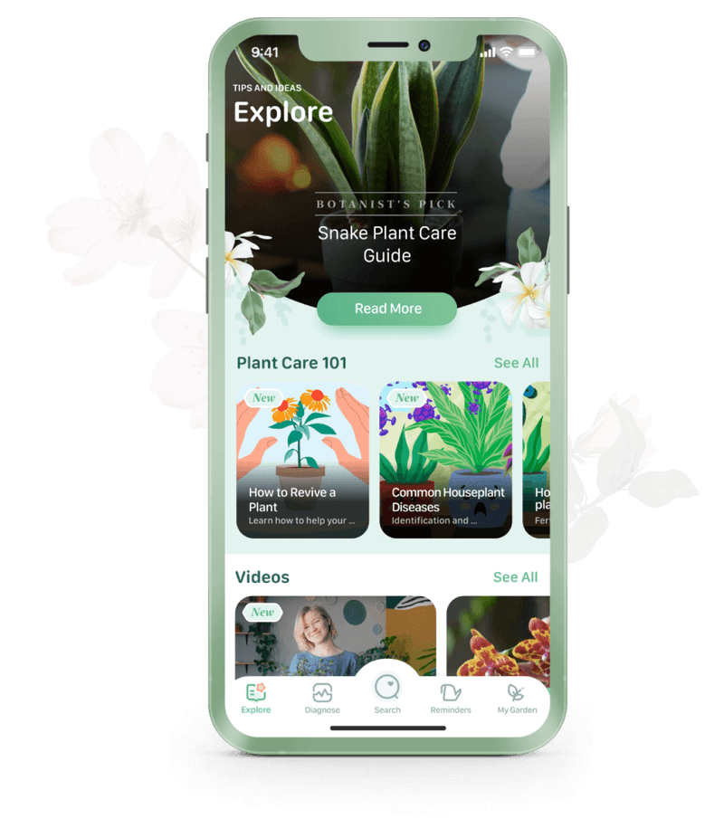 Blossom: Plant Care Guide