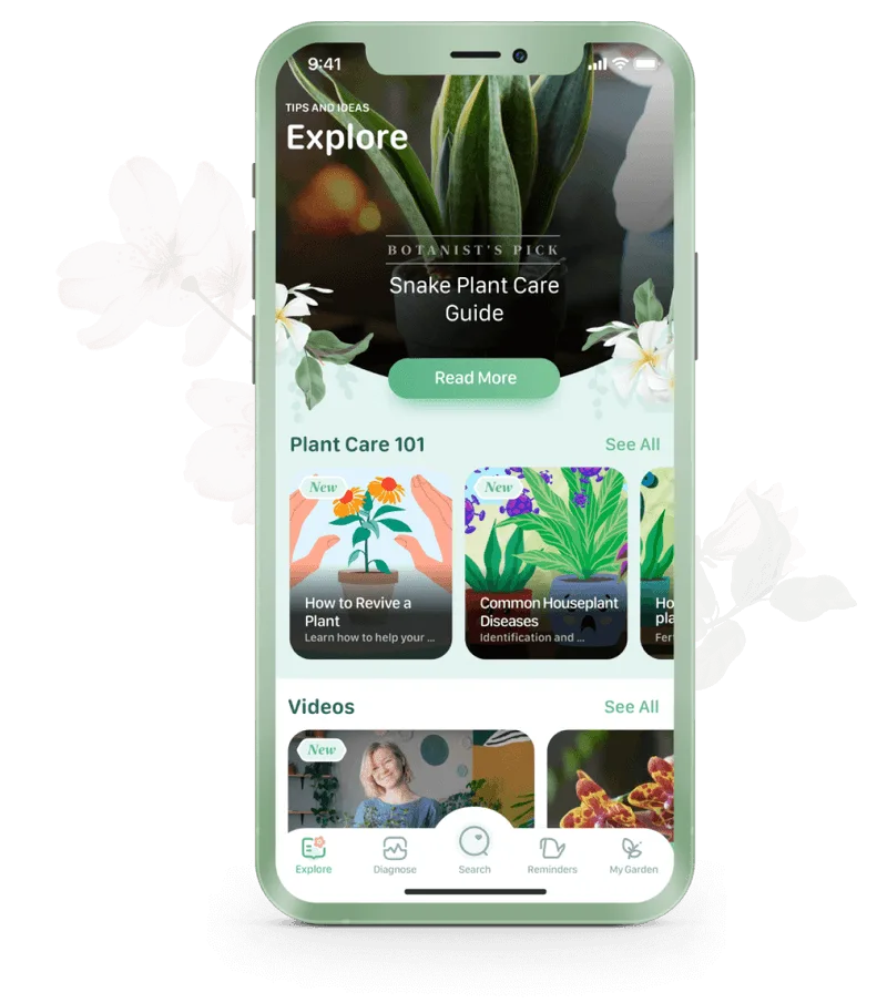 Blossom: Plant Care Guide
