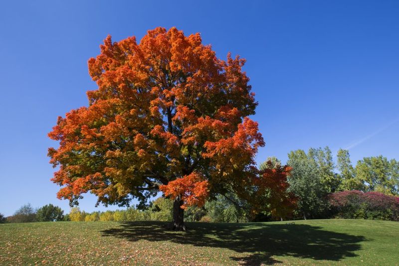 Sugar Maple