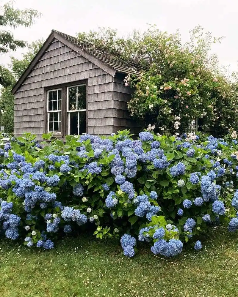 Blue Hydrangeas