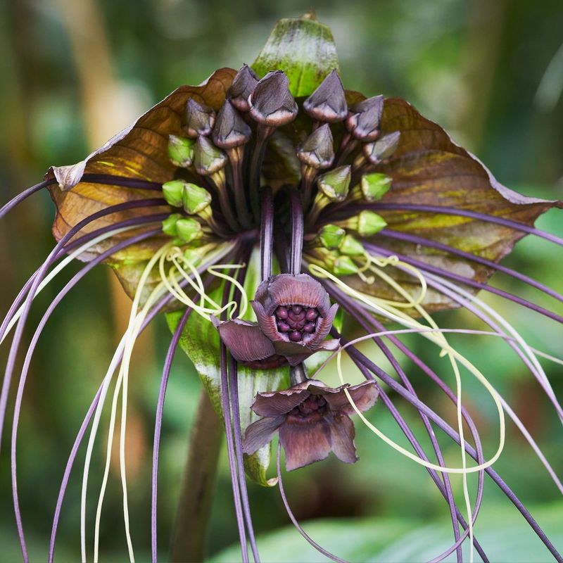 Bat Plant (Tacca chantrieri)