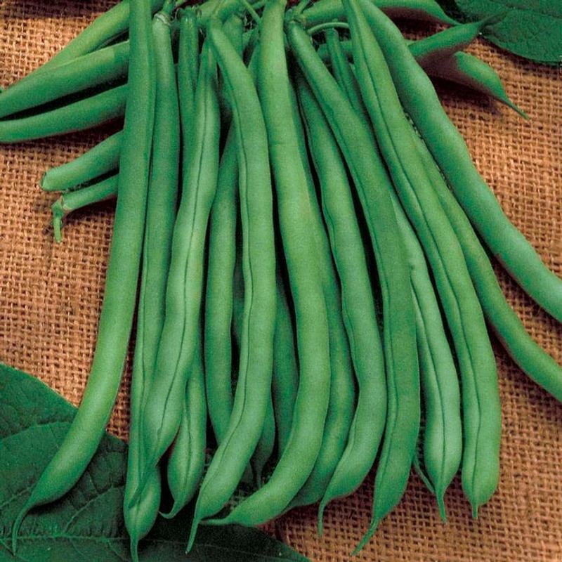 Blue Lake Pole Bean