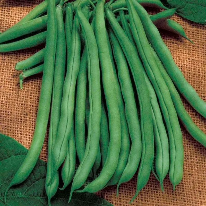 Blue Lake Pole Bean