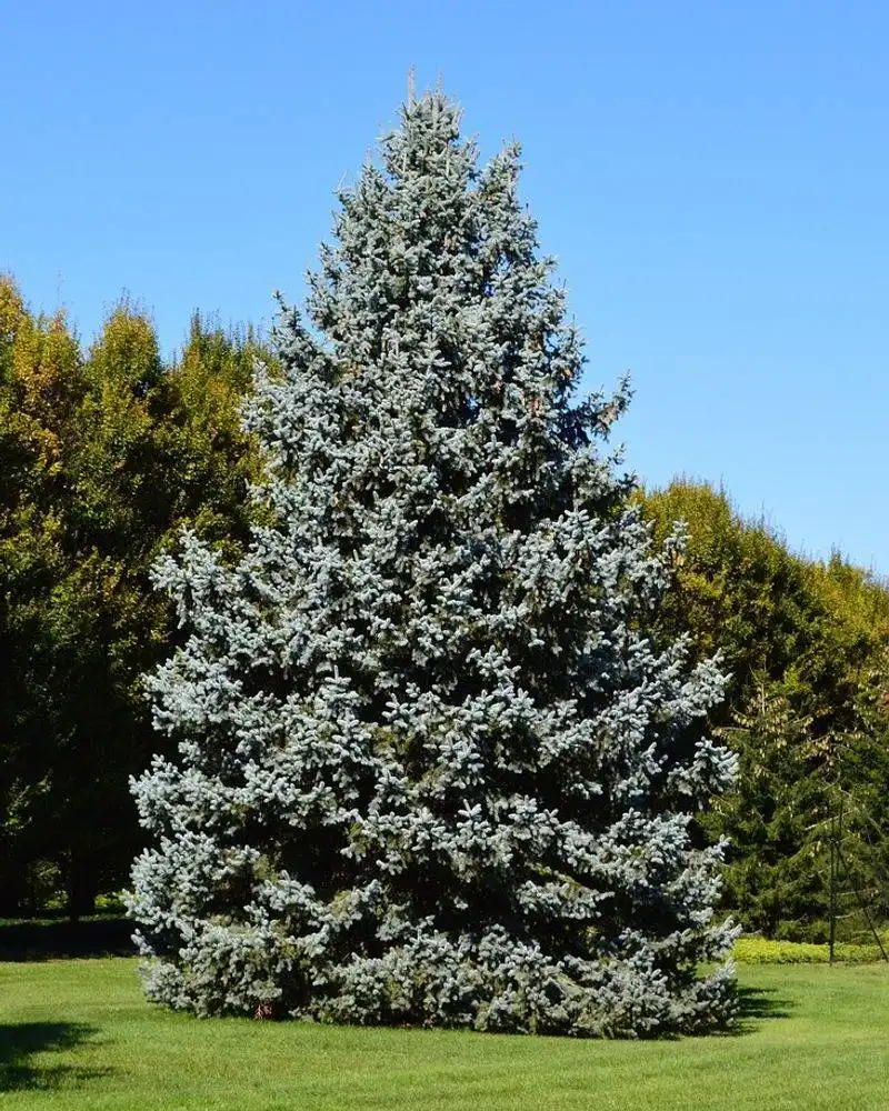 Blue Spruce