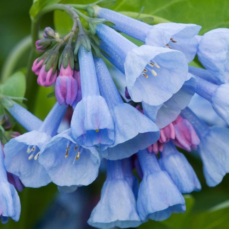 Virginia Bluebells