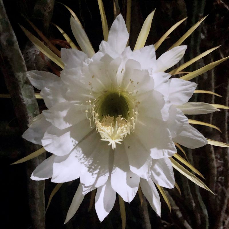 Night-Blooming Cereus